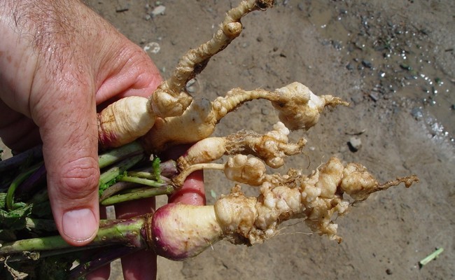 Mit der richtigen Fruchtfolge bleiben Kreuzblütler, Lauch und Hülsenfrüchte gesund