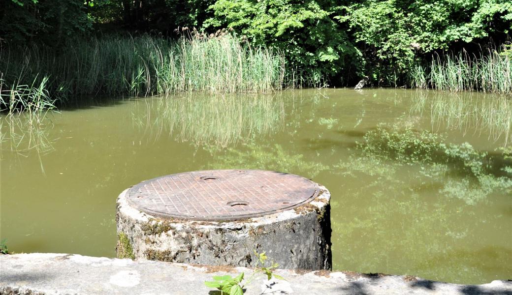 Das Ufergehölz am Oberen Weiher  wird ausgedünnt und das Rückhaltevolumen vergrössert. 
