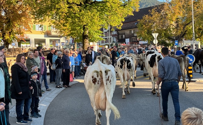 Stadt trifft Land: Beliebte Altstätter Viehschau mitten im Städtli