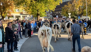 Stadt trifft Land: Beliebte Altstätter Viehschau mitten im Städtli