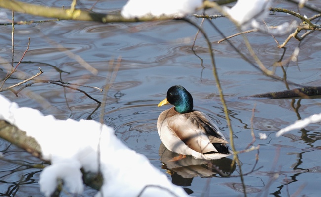 Enten brauchen kein Brot, es schadet ihnen mehr als es hilft