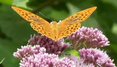 Kaisermäntel flattern durchs Tal