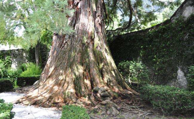 Garten: Es ist Zeit, Bäume zu setzen