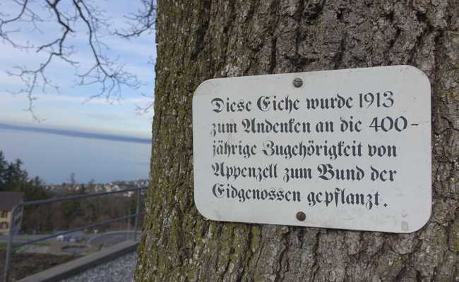 111-jährige Zentenareiche hat Bauarbeiten überstanden