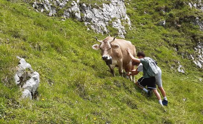 Frech: Zwei junge Wanderer melken auf einer Alp einfach eine Kuh