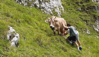 Frech: Zwei junge Wanderer melken auf einer Alp einfach eine Kuh
