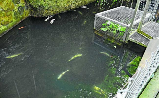 Am Morgen quicklebendig, am Mittag alle Fische tot