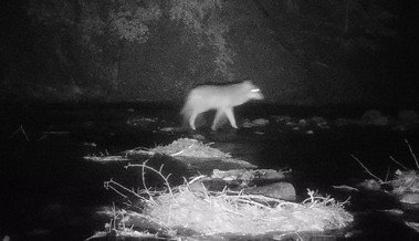 Der Wolf geht um: Nach drei Rissen in zehn Tagen nehmen Jagdverwaltung und Wildhut Stellung