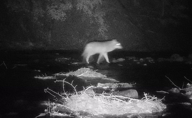 Der Wolf geht um: Nach drei Rissen in zehn Tagen nehmen Jagdverwaltung und Wildhut Stellung