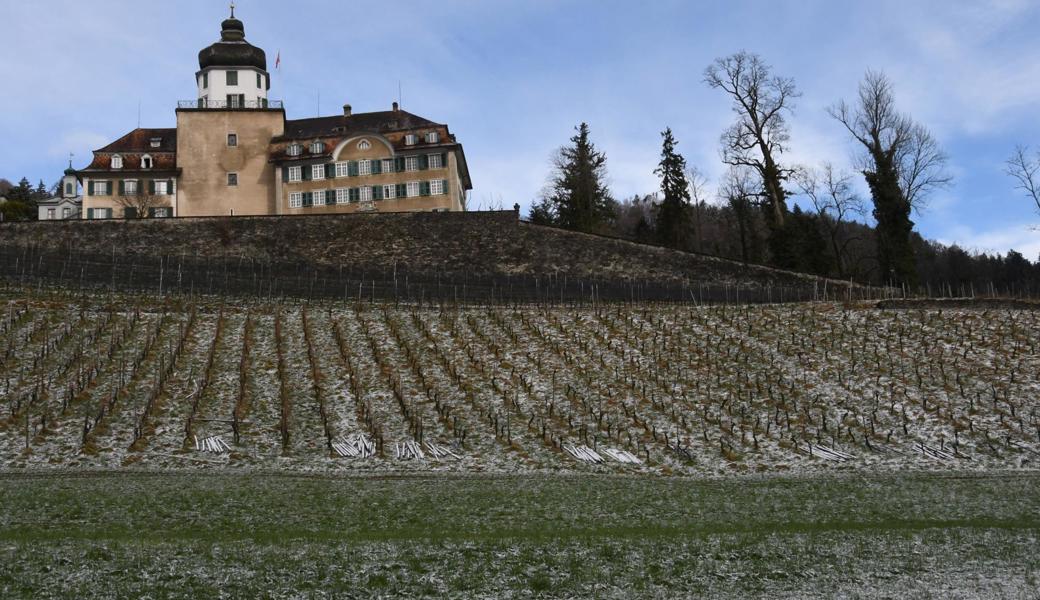 Den unteren Teil des Rebberges auf dem Gut Schloss Grünenstein will Wein Berneck terrassieren.  Den unteren Teil des Rebberges auf dem Gut Schloss Grünenstein will Wein Berneck terrassieren.