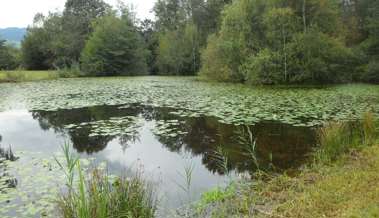 Vogel- und Naturschutzverein Schwalbe pflegt sein Reservat