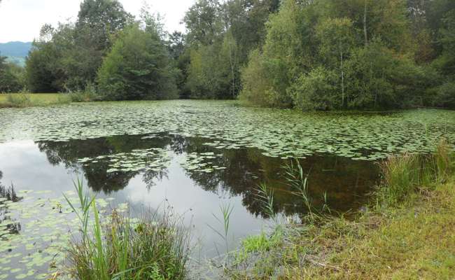 Vogel- und Naturschutzverein Schwalbe pflegt sein Reservat