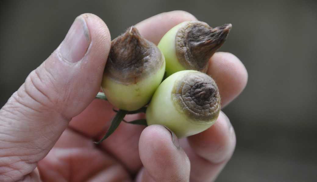 Daraus wird nichts mehr. Tomaten mit diesen Symptomen der Blütenbodenfäulnis kann man ablesen und vernichten. 