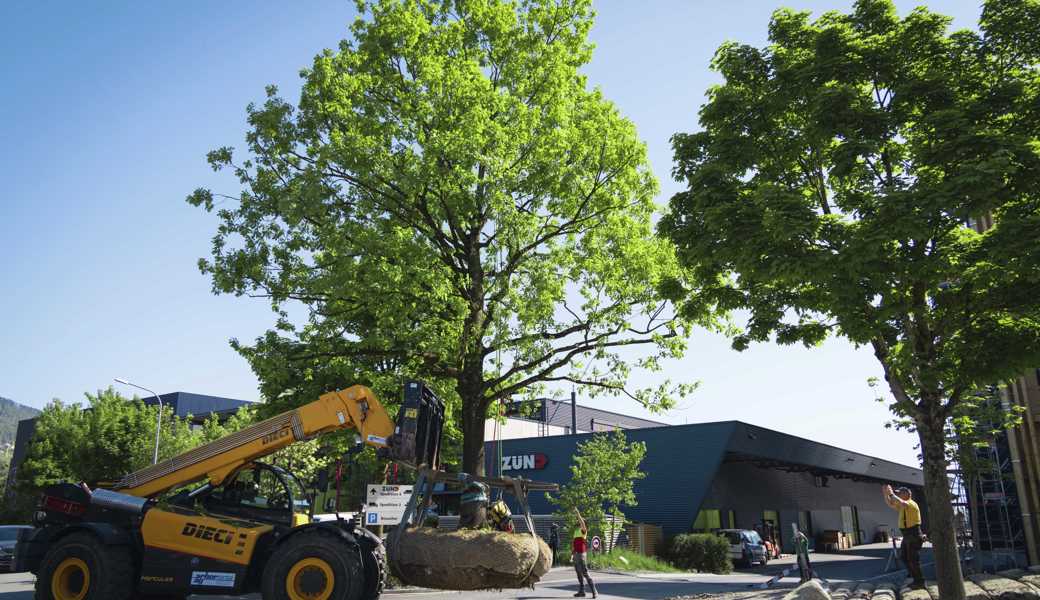 Die Stieleiche wurde in senkrechter Position und kaum schneller als im Schritttempo von der Heidenerstrasse zur Industriestrasse gebracht und dort an den richtigen Platz gewiesen. 