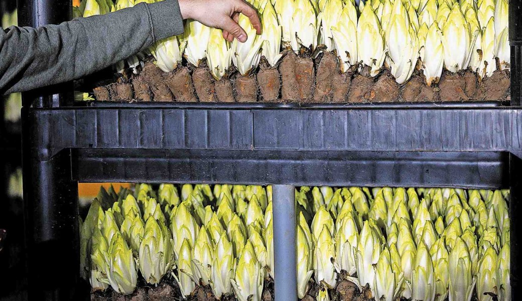 Verschmutzter Bach: Rheintaler Chicorée-Bauer blitzt  vor Bundesgericht ab