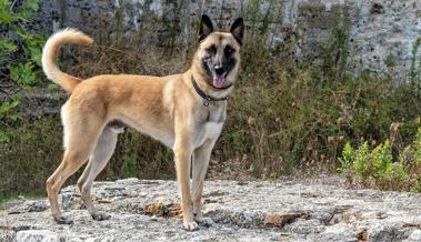 Polizeihund findet Vermissten
