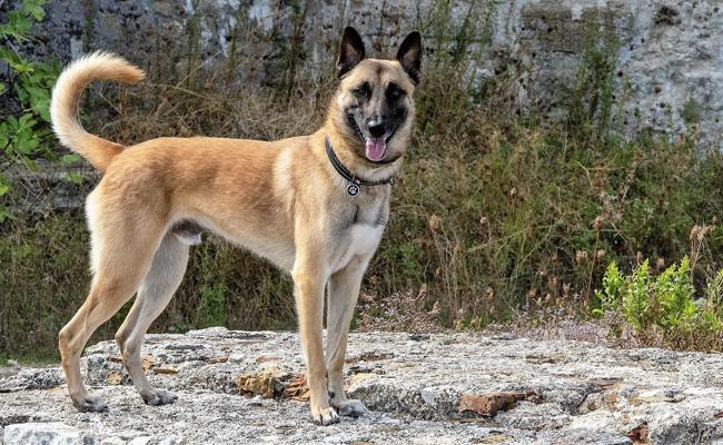 Polizeihund findet Vermissten