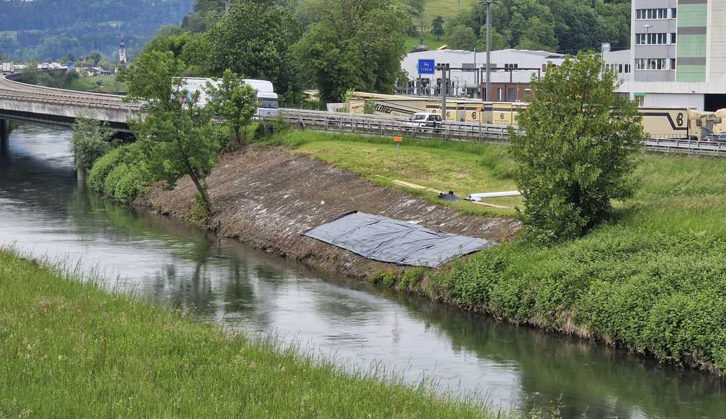 Neophytenbekämpfung in St. Margrethen: Die Eliminierung des Japanischen Knöterichs ist ein Schwerpunkt im Jahr 2025.