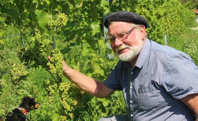 Von Pilz befallen oder zerstört