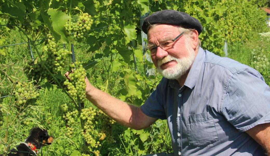 Die Trauben des Berneckers Felix Indermaur (auf dem Bild Seyval Blanc) sind nur leicht von Echtem Mehltau befallen. Die Trauben des Berneckers Felix Indermaur (auf dem Bild Seyval Blanc) sind nur leicht von Echtem Mehltau befallen.