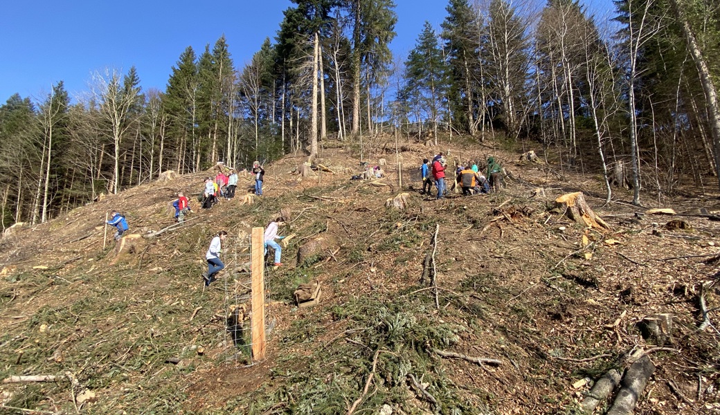 Nachhaltiges Arbeiten im Wald - hoch über dem Tal. Nachhaltiges Arbeiten im Wald - hoch über dem Tal.