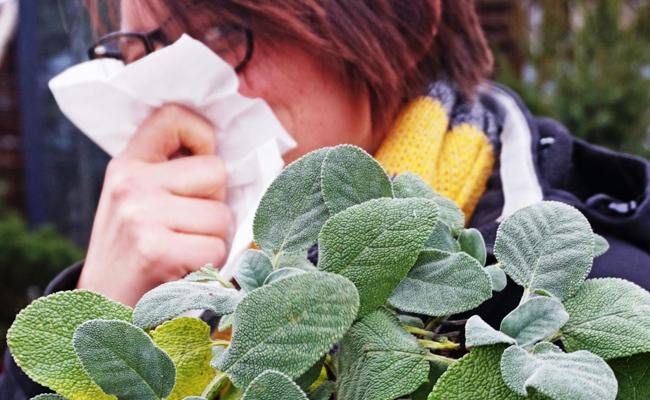 Aus dem Garten: Salbei heilt und lindert
