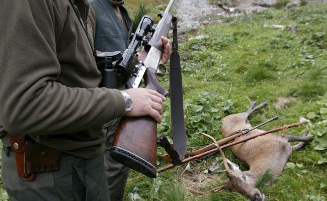 Hirsch gewildert