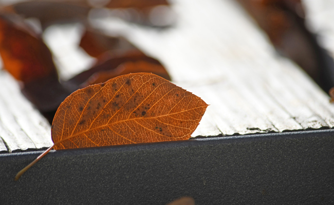 Aus Laub lässt sich gehaltvoller Kompost machen