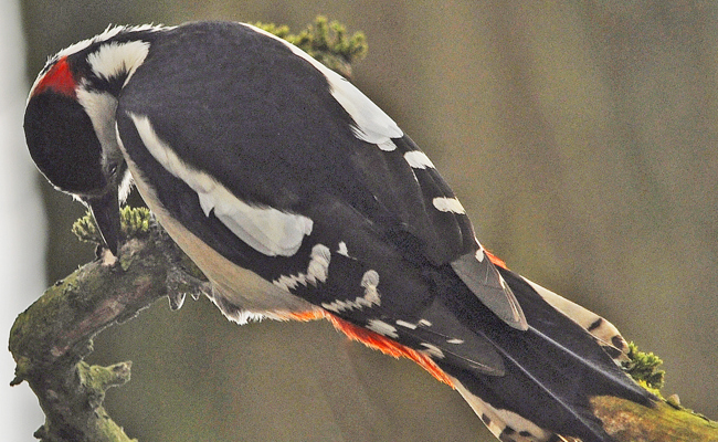 So helfen Talg und Mehlwürmer Wildvögeln sicher durch den Winter