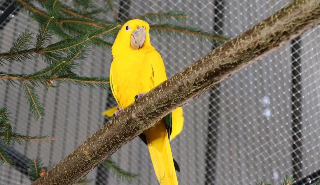 Vögel begeistern mit ihrer Fähigkeit, fliegen zu können und den intensiven Farben des Gefieders.