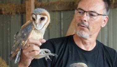 Schleiereulenbrut: Vier Jungvögel beringt und vermessen