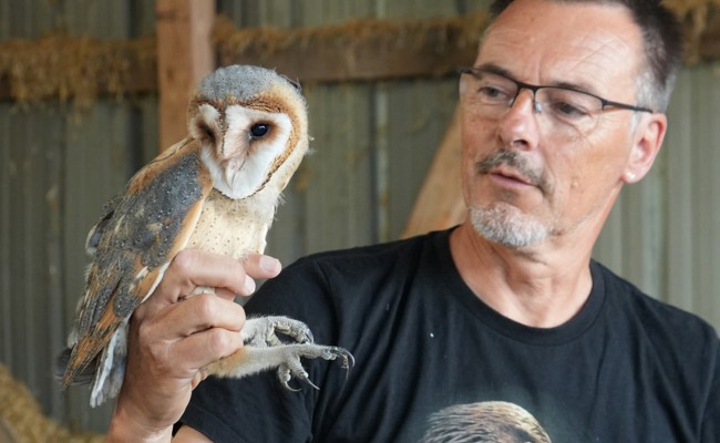 Schleiereulenbrut: Vier Jungvögel beringt und vermessen