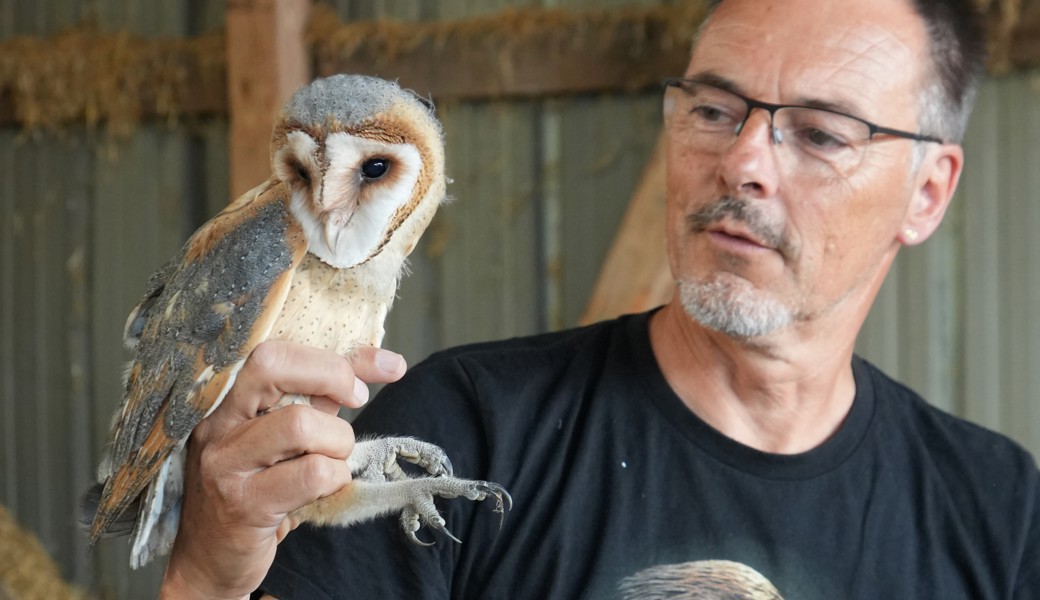Schleiereulenbrut: Vier Jungvögel beringt und vermessen
