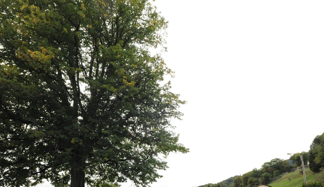 Die alte Linde steht unter Schutz. Laut Planungsbericht ist sie aber krank. Ein paar Meter weiter soll ein junger Baum als Ersatz gepflanzt werden.