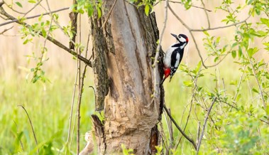 Gemeinsam mit Pro Riet die bunte Vogelwelt des Rheintals entdecken