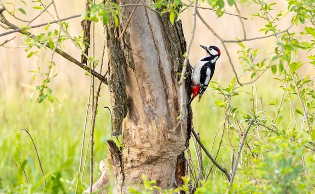 Gemeinsam mit Pro Riet die bunte Vogelwelt des Rheintals entdecken