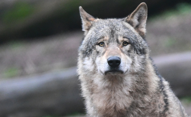 Wolf reisst Alpaka: Herde war nicht durch Strom geschützt