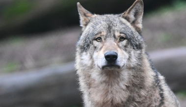 Wolf reisst Alpaka: Herde war nicht durch Strom geschützt