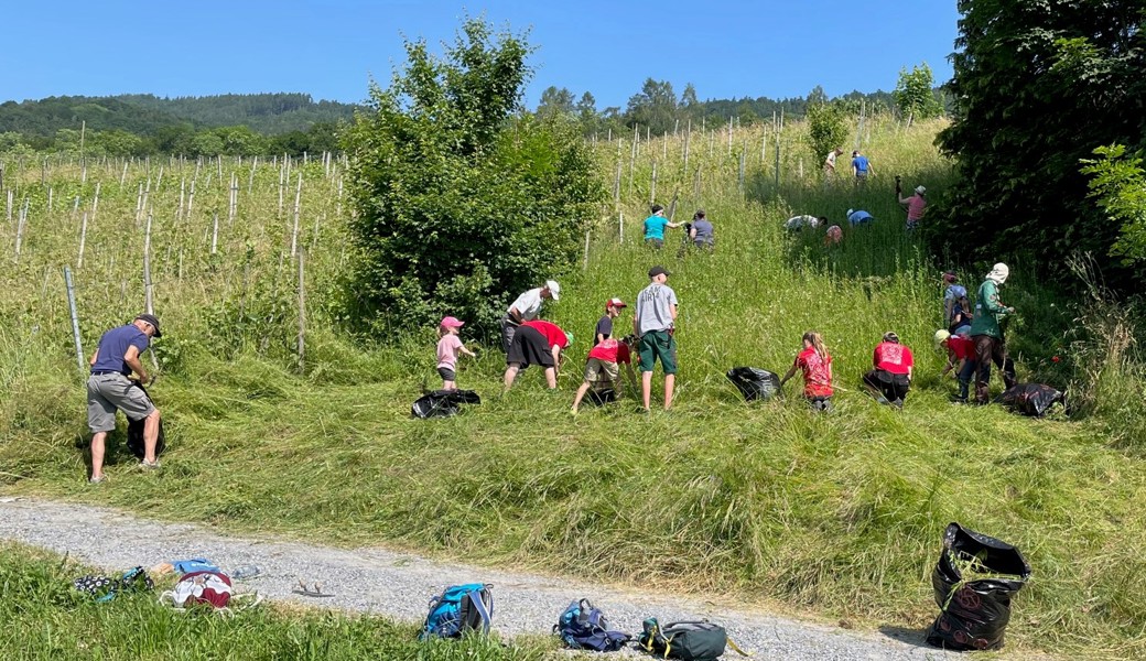 Tatkräftig wurden im Eberliswies Neophyten ausgerissen.
