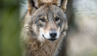 Wolf reisst vier Schafe in Rüthi - es ist die erste bestätigte Aktivität im Rheintal seit April