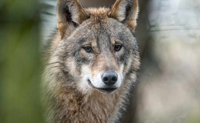 Wolf reisst vier Schafe in Rüthi - es ist die erste bestätigte Aktivität im Rheintal seit April