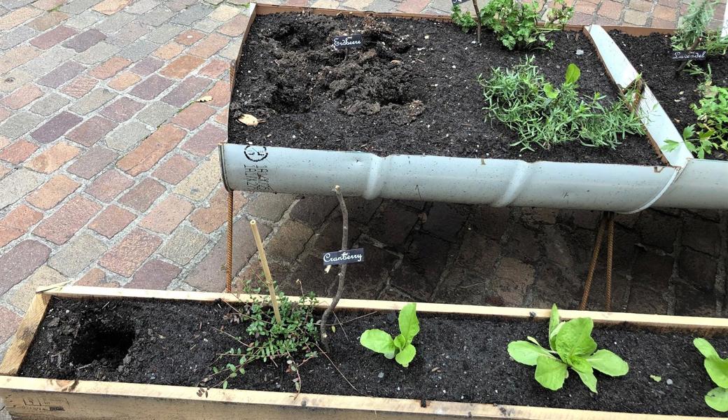 Die entwendeten Beeren werden nicht ersetzt. Im Frühling sollen vermehrt Salate wachsen.