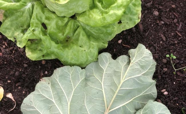 Garten: Schnecken mit Rhabarber jagen