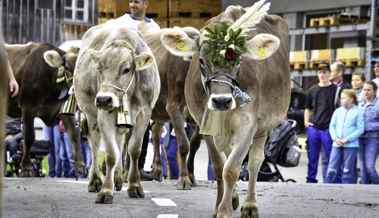 Jorina ist die neue Miss Oberegg, Keia hat wieder am meisten Milch gegeben