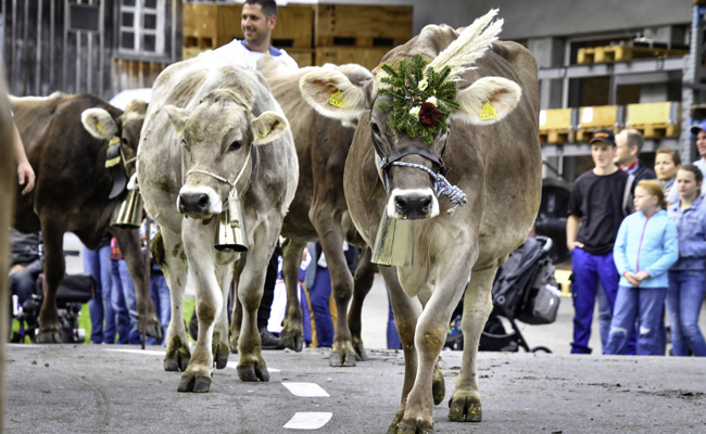 Jorina ist die neue Miss Oberegg, Keia hat wieder am meisten Milch gegeben