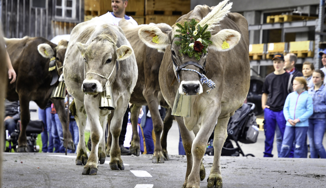 Nanette ist die neue Miss Oberegg, Keia hat wieder am meisten Milch gegeben