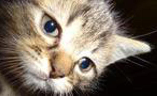 Happy End für Kater Charly