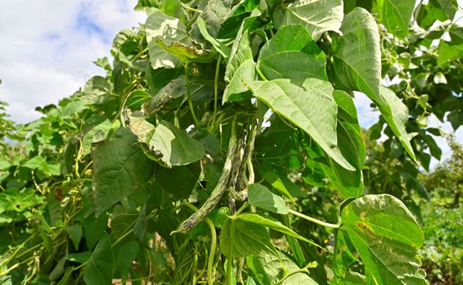 Kleine Bohnenkunde: So gelingt eine ertragreiche Ernte