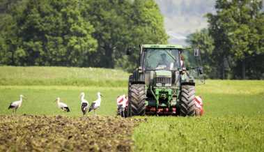«Wir rechnen mit Ernteausfällen» - Regen und nasse Böden erschweren das Pflanzen neuer Setzlinge
