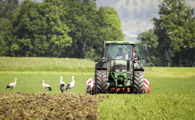«Wir rechnen mit Ernteausfällen» - Regen und nasse Böden erschweren das Pflanzen neuer Setzlinge